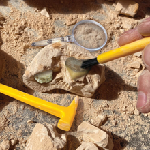Load image into Gallery viewer, Geosafari Fossil Excavation Kit
