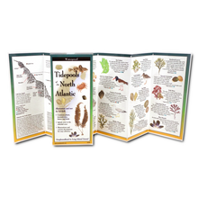 Load image into Gallery viewer, Tidepools of the North Atlantic