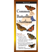 Load image into Gallery viewer, Common Butterflies of the Northeast