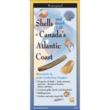 Charger l'image dans la galerie, <em>Shells and Beach Life of Canada’s Atlantic Coast </em>