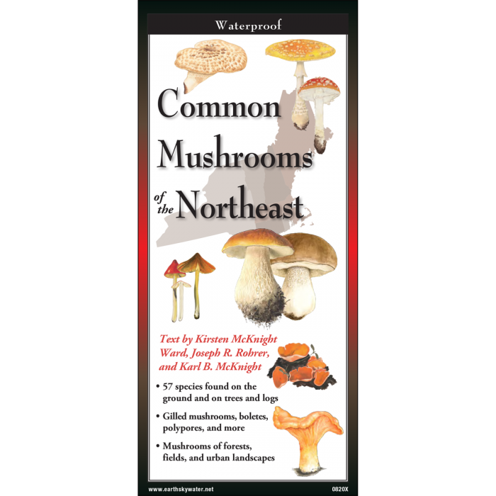 <em>Common Mushrooms of the Northeast</em>