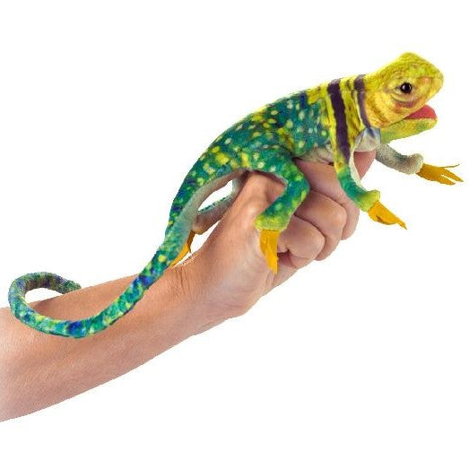 Mini Collared Lizard