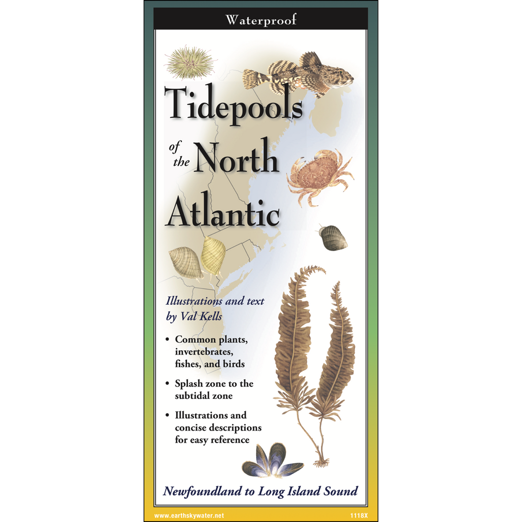 <em>Tidepools of the North Atlantic</em>