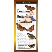 Load image into Gallery viewer, Common Butterflies of the Northeast
