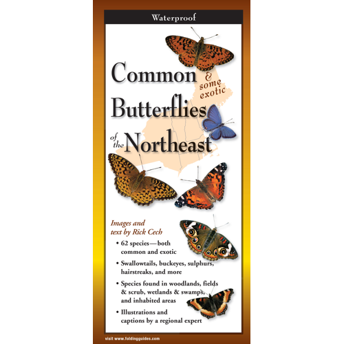 Guide <em>Common Butterflies of the Northeast</em>