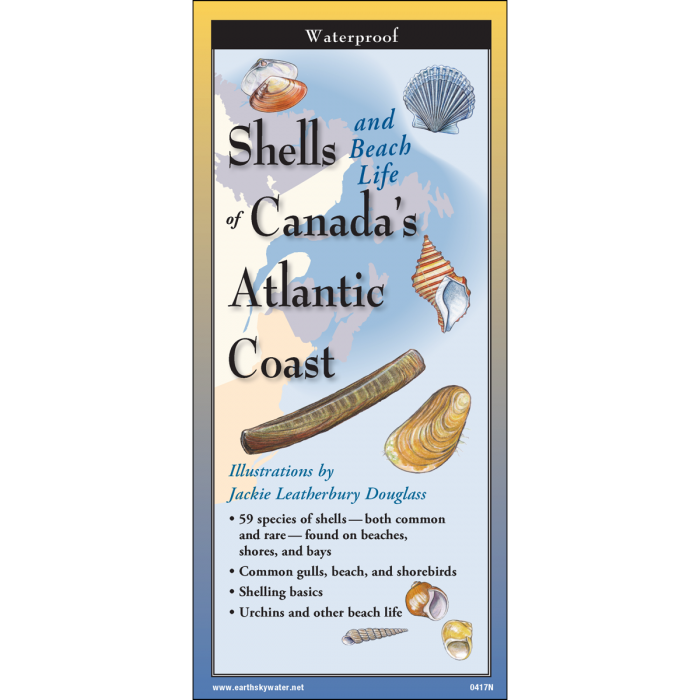 Shells and Beach Life of Canada’s Atlantic Coast